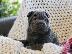 PoulaTo: Shar Pei, S κουτάβια